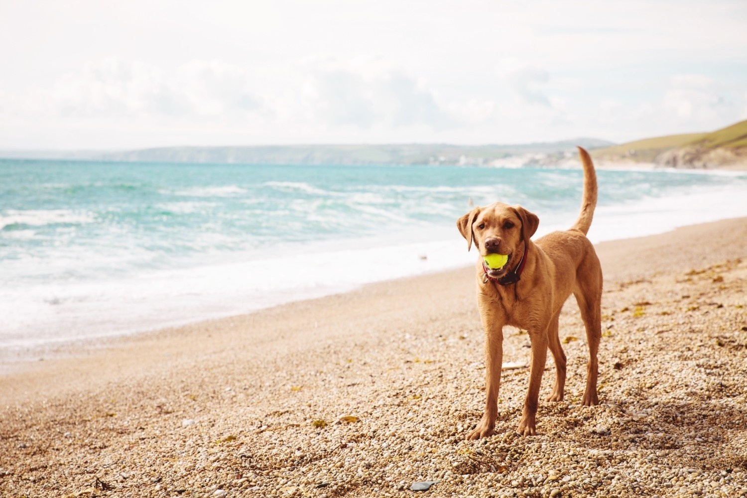 Pes z žogo v ustih veselo stoji na peščeni plaži