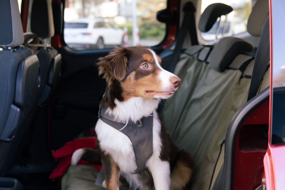 Kuža sedi v avtu in pozorno gleda naokoli