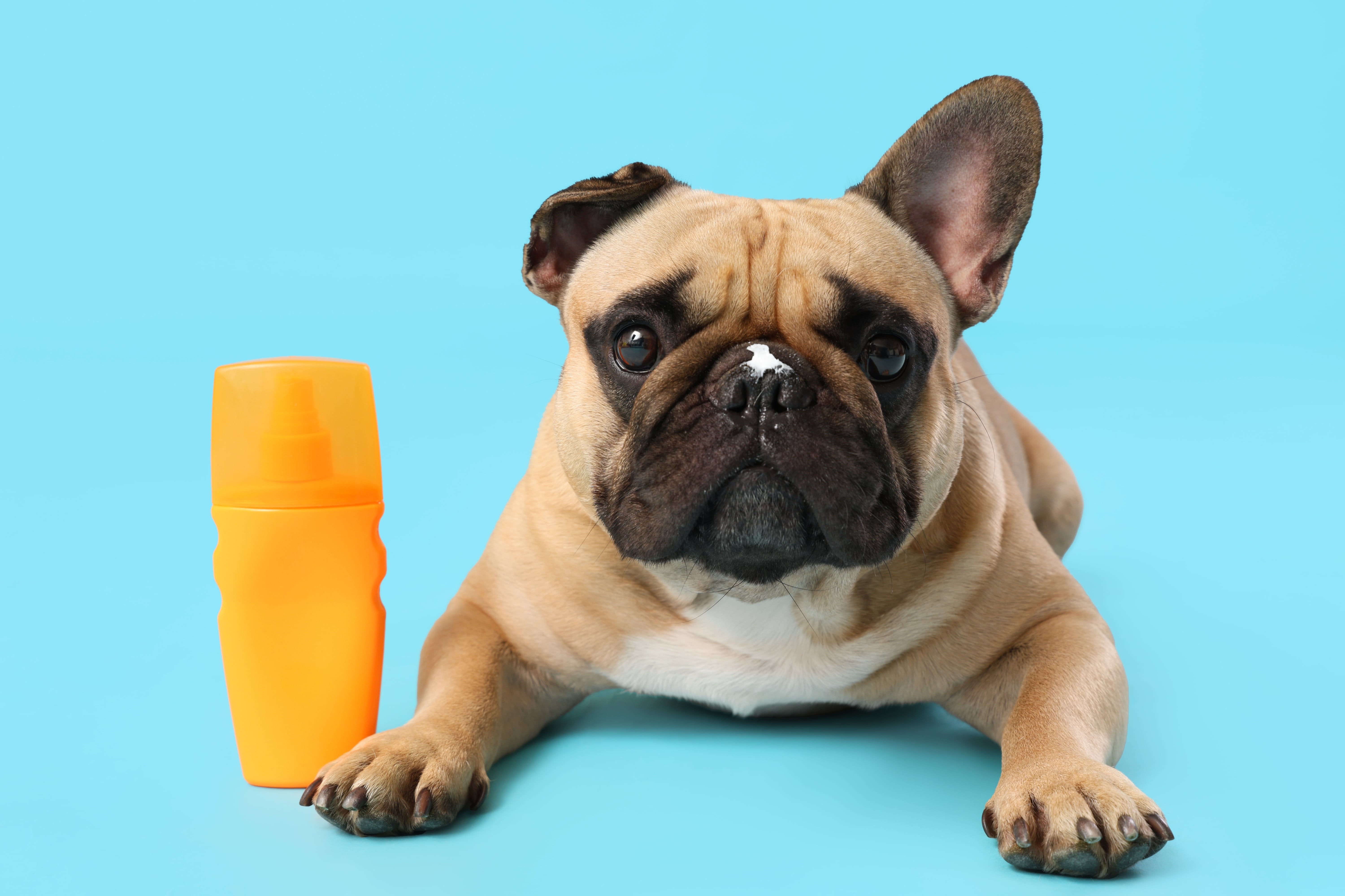 Majhen kuža z belo packo sončne kreme na nosku, zraven njega je oranžna tuba sončne kreme